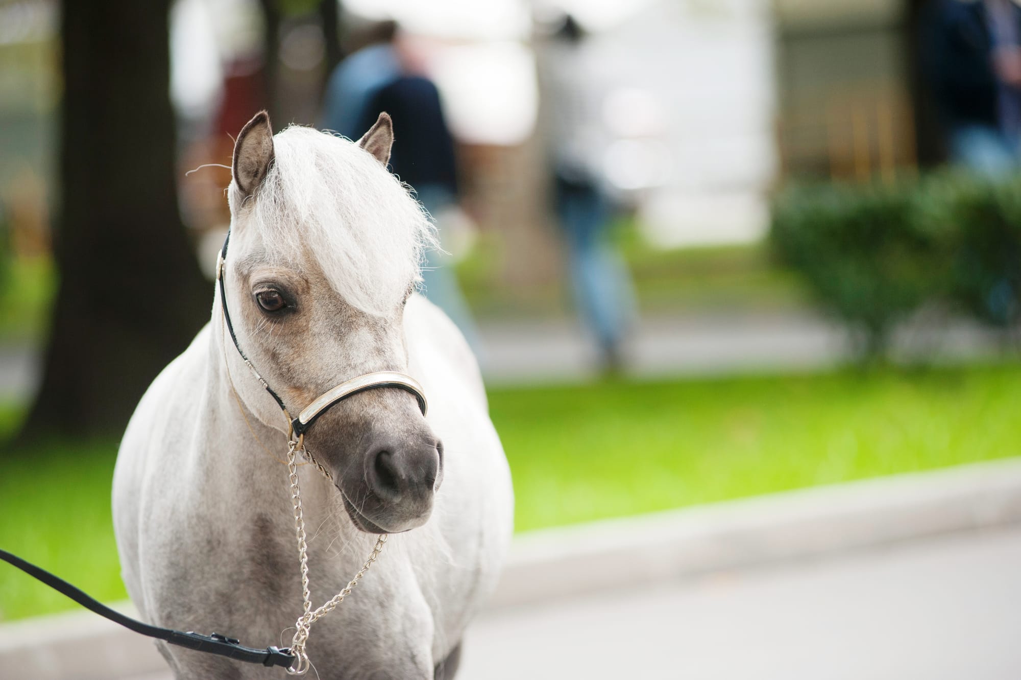 Miniature horse in public learning how to be a proper service animal.