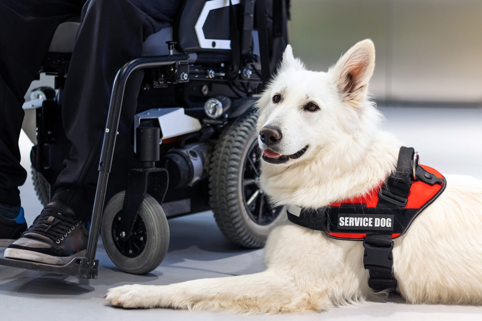 A service dog waiting patiently by its handler