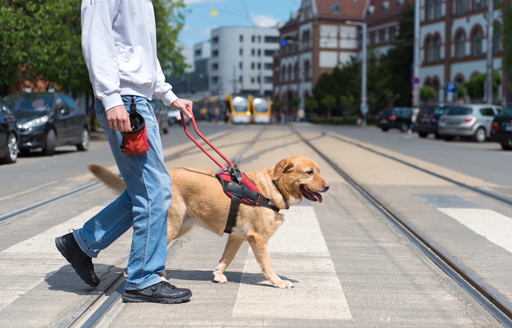 Service dog walking across the street in a crowded city with tons of restaurants, such as San Francisco.