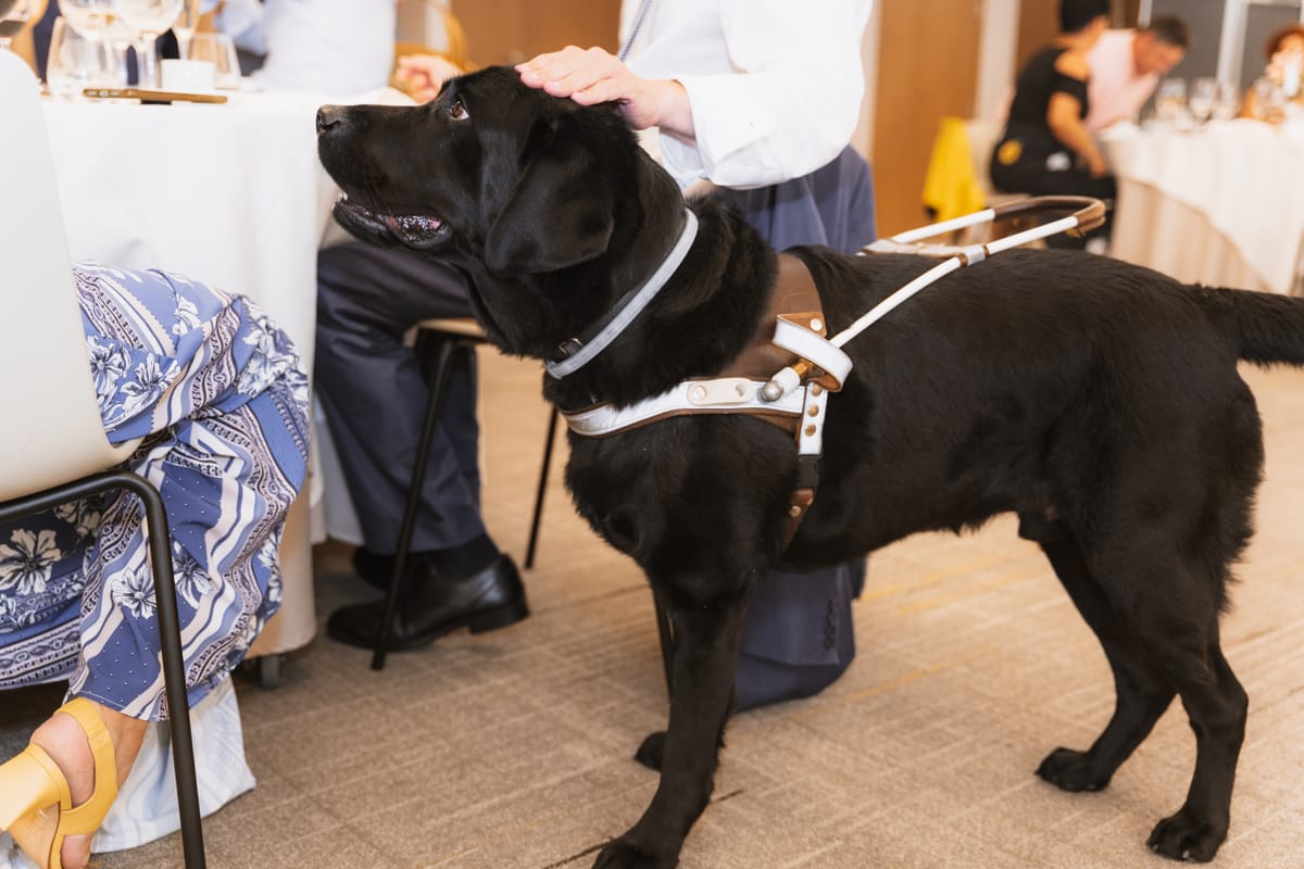 Service dog in restaurant waiting for a command and on duty for work